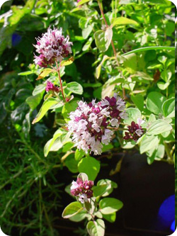 Treating Dandruff by using Oil of Oregano