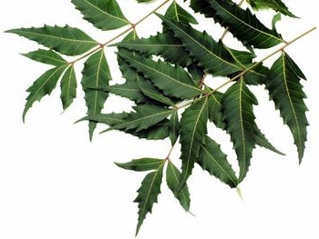 Neem Oil for Treating Dandruff